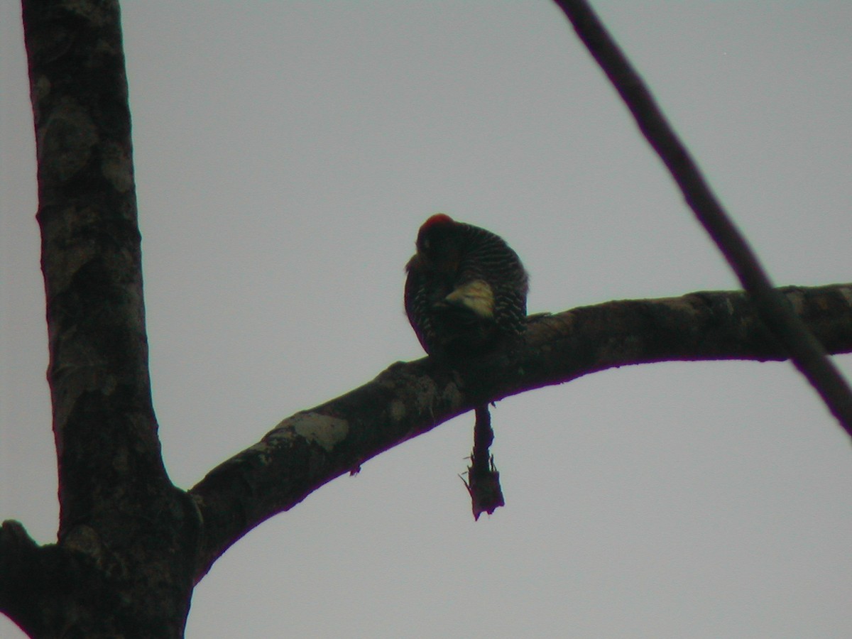 Black-cheeked Woodpecker - ML619279686
