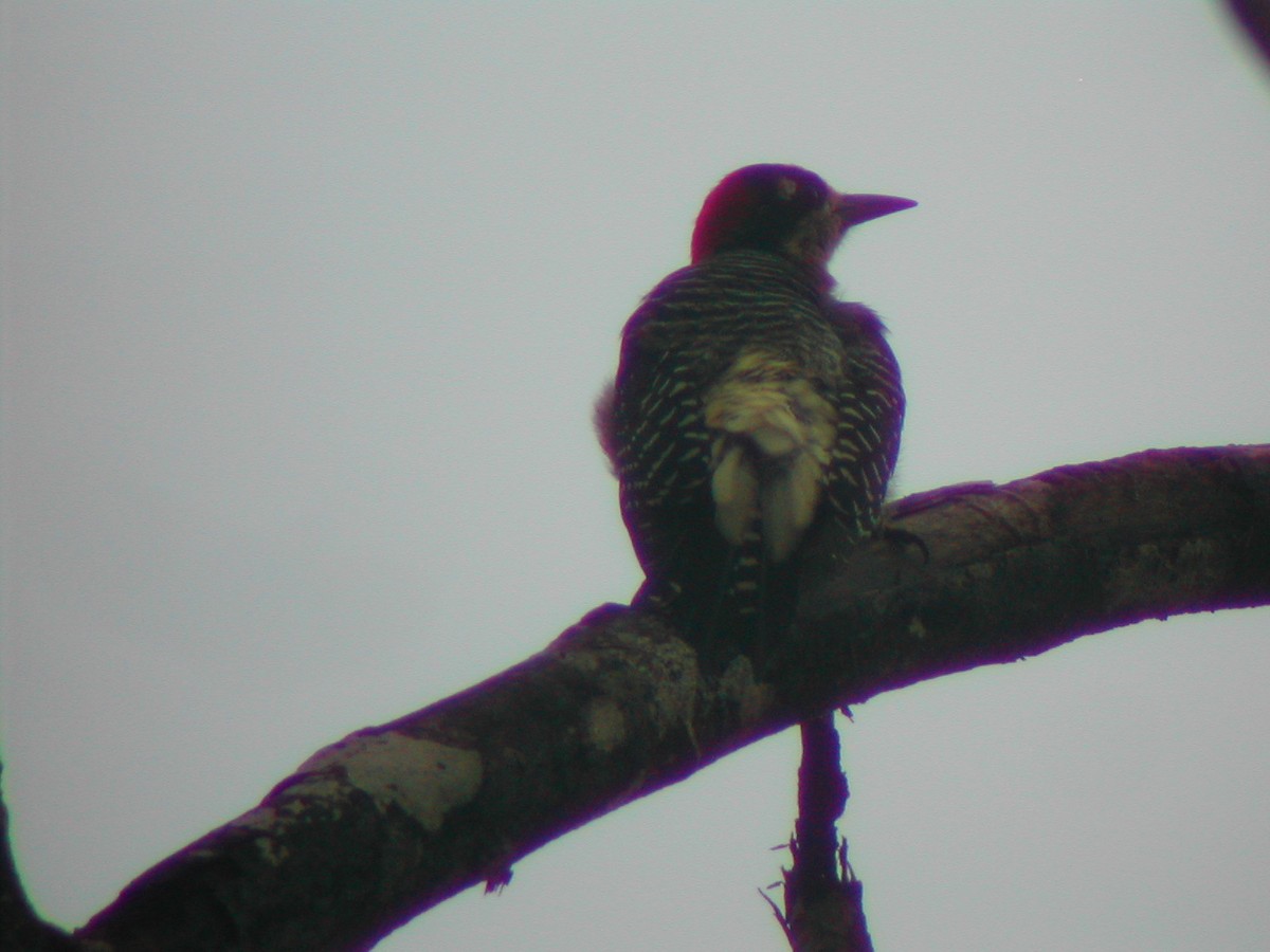 Black-cheeked Woodpecker - ML619279687