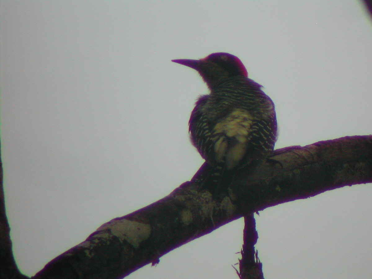 Black-cheeked Woodpecker - ML619279688