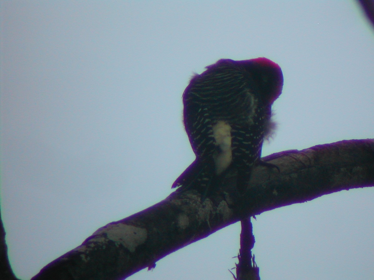 Black-cheeked Woodpecker - ML619279689