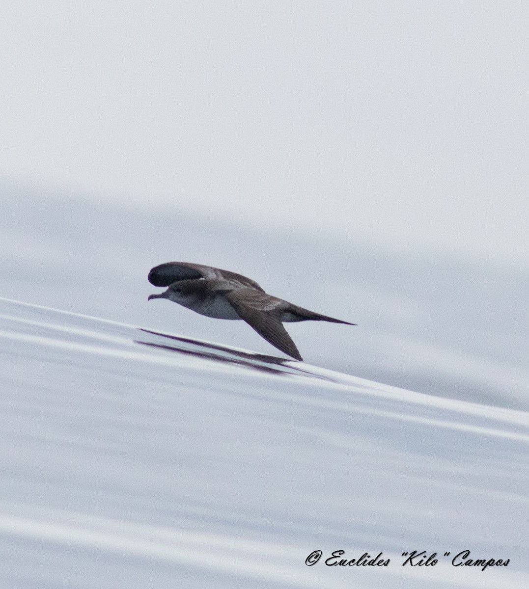 Wedge-tailed Shearwater - Euclides "Kilo" Campos