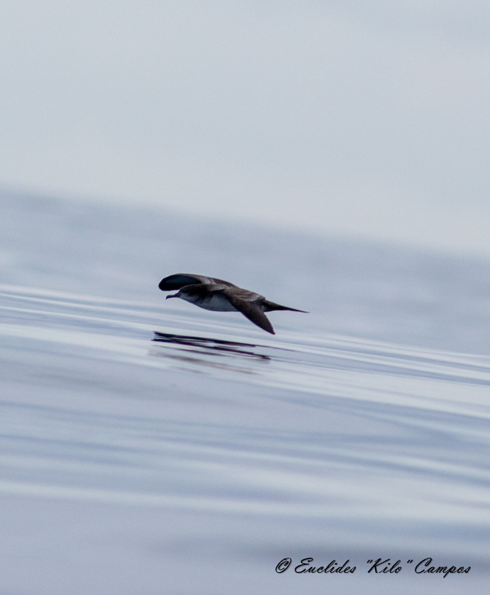 Wedge-tailed Shearwater - Euclides "Kilo" Campos