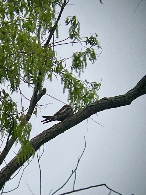 Common Nighthawk - Josh Caldwell