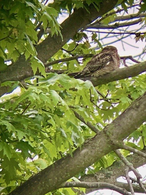 Common Nighthawk - Josh Caldwell