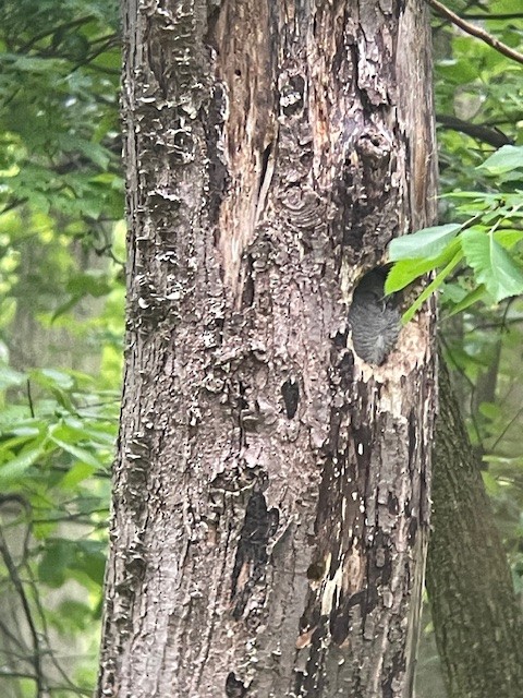 Eastern Screech-Owl - Josh Caldwell