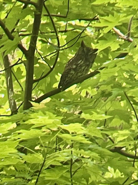 Eastern Screech-Owl - Josh Caldwell