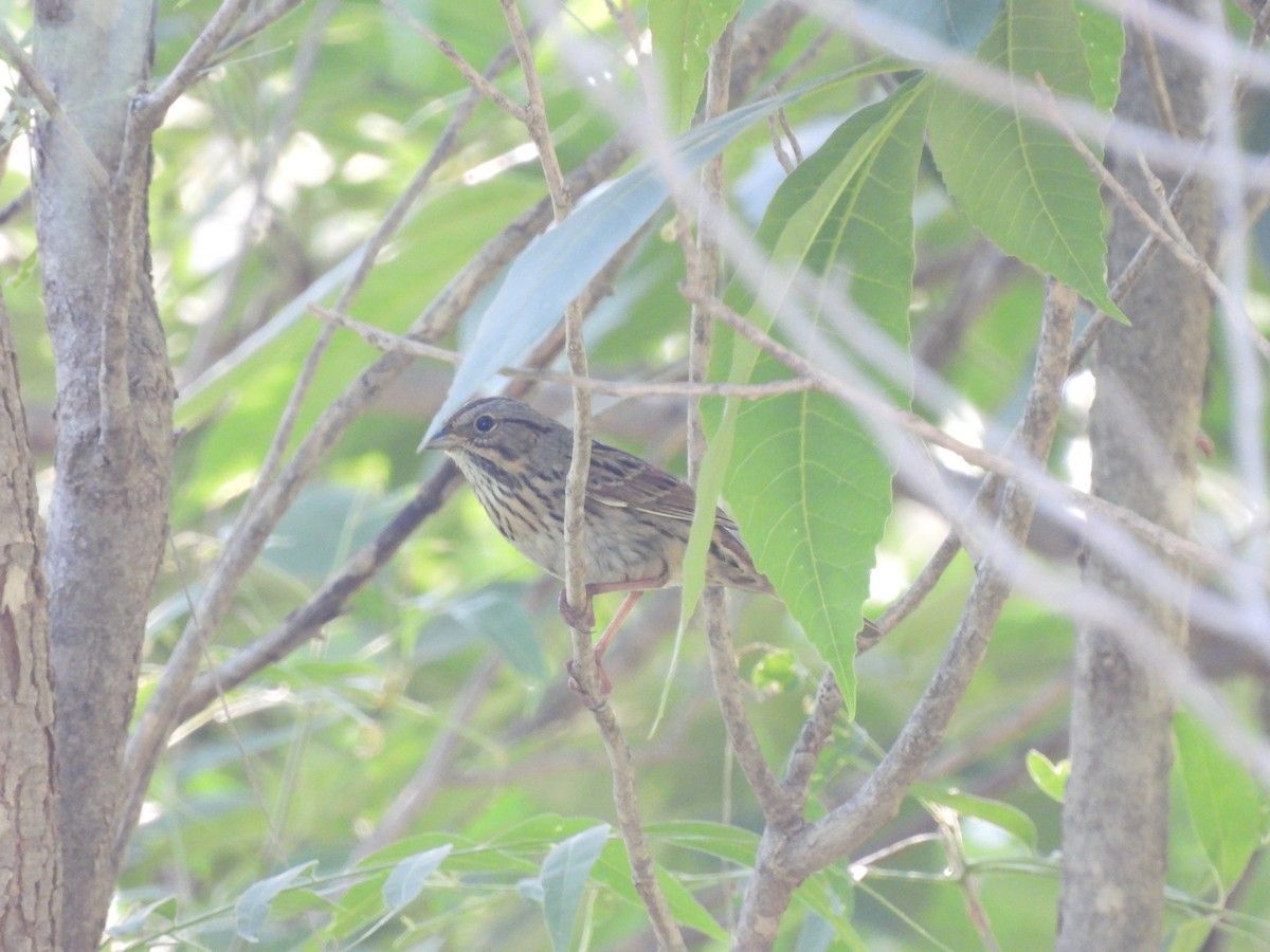 Lincoln's Sparrow - Christopher Daniels