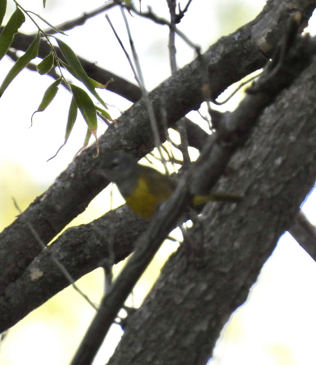 MacGillivray's Warbler - Christopher Daniels