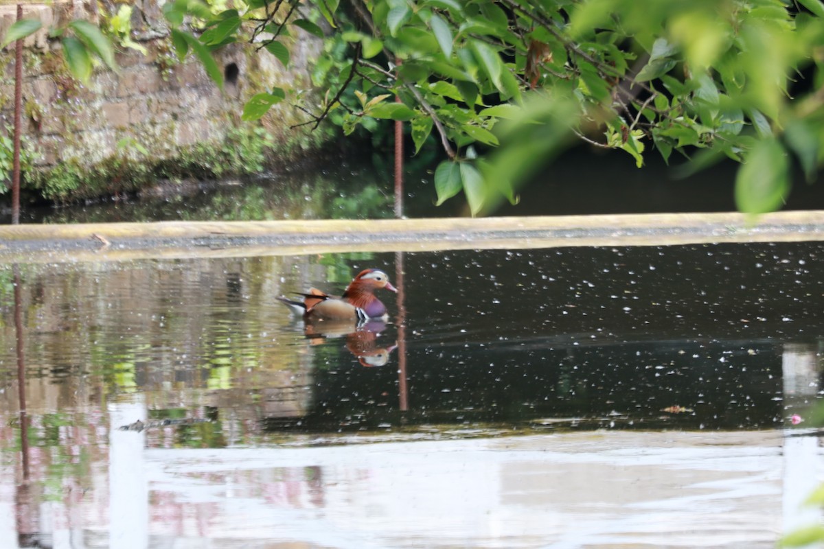 Mandarin Duck - Shaan Purohit