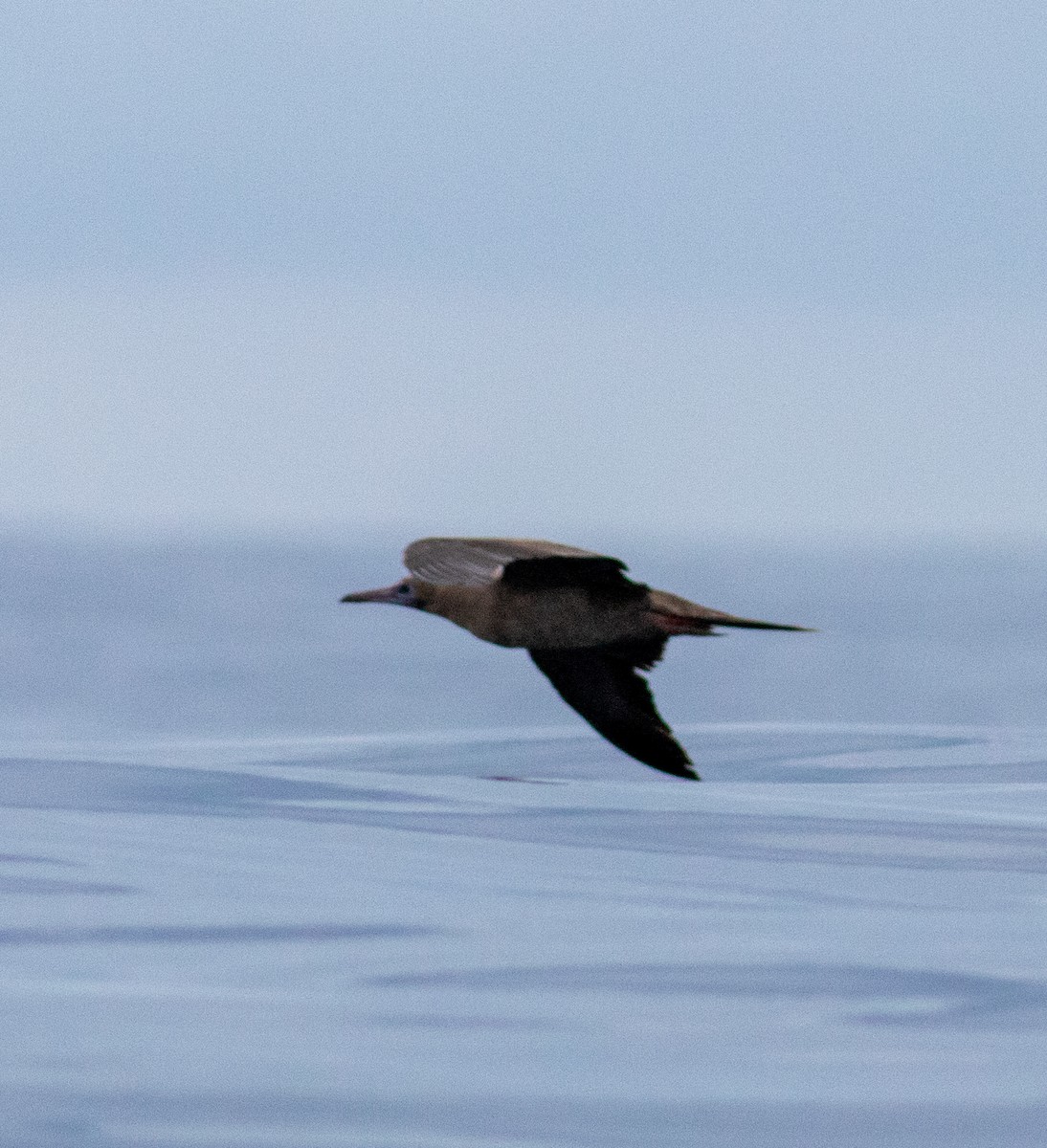 Red-footed Booby - Euclides "Kilo" Campos