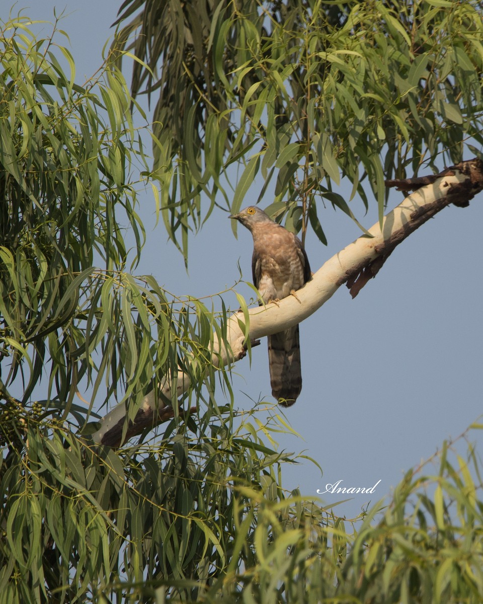 Common Hawk-Cuckoo - Anand Singh