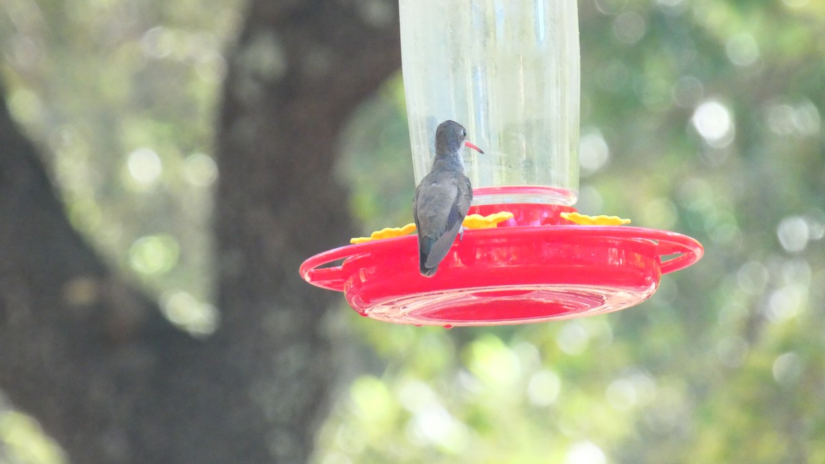 kolibřík fialovokorunkatý - ML619279798