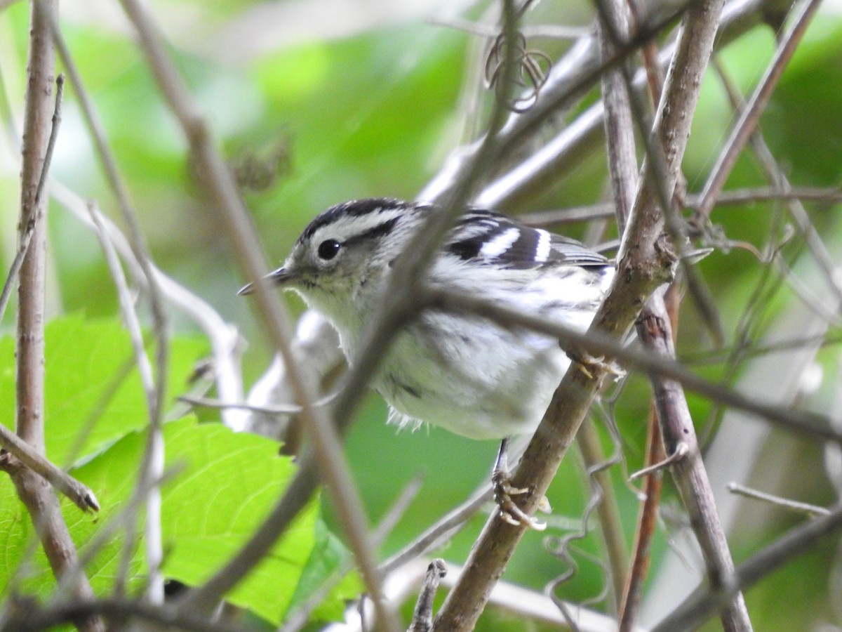Black-and-white Warbler - ML619279803