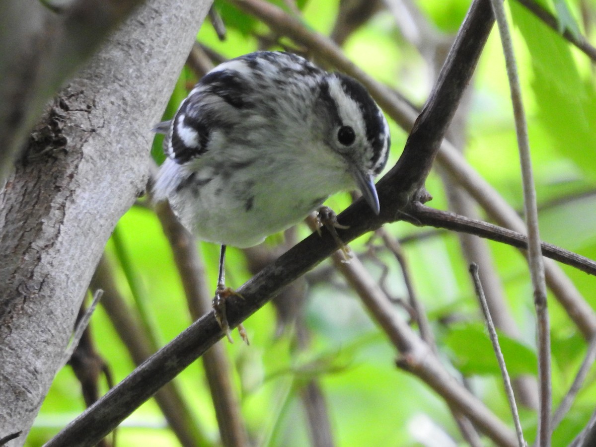 Black-and-white Warbler - ML619279804