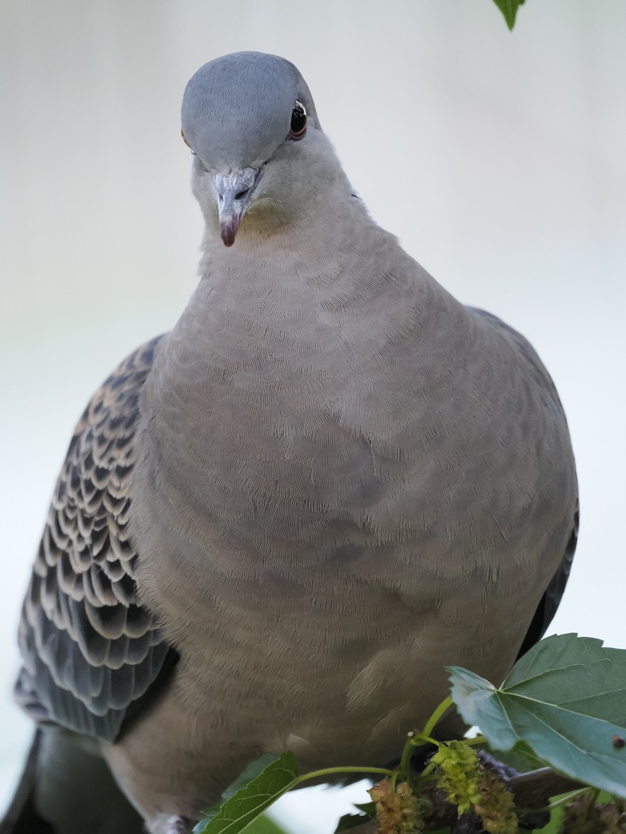 金背鳩 - ML619279807