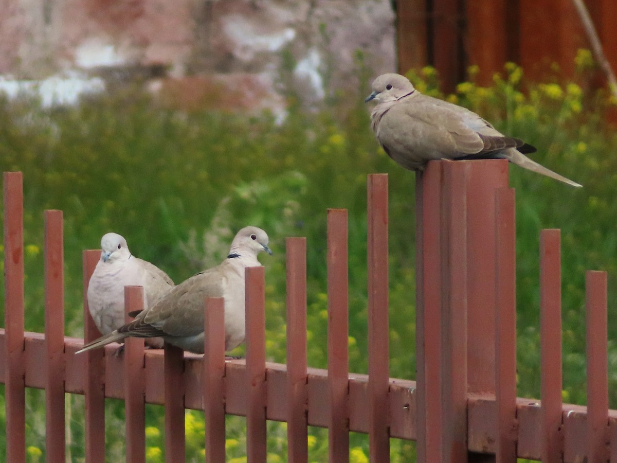 Eurasian Collared-Dove - Kseniia Marianna Prondzynska