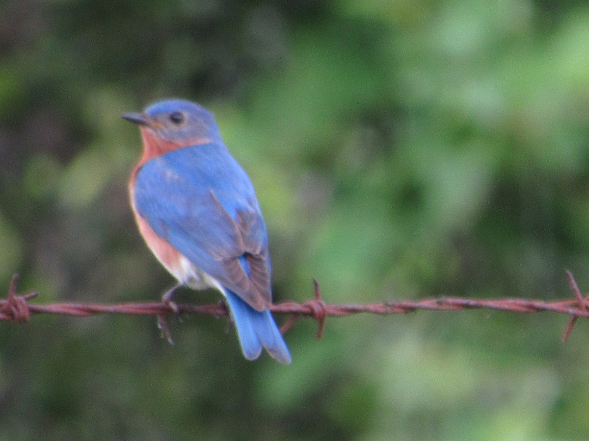 Eastern Bluebird - jerry hutchinson