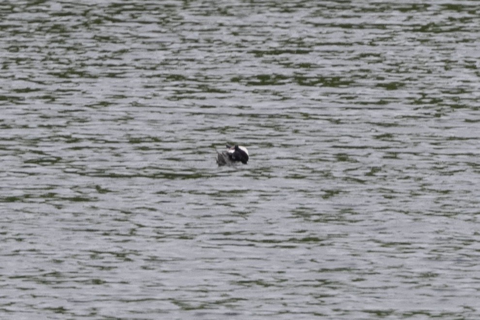 Bufflehead - Rubina Heptulla