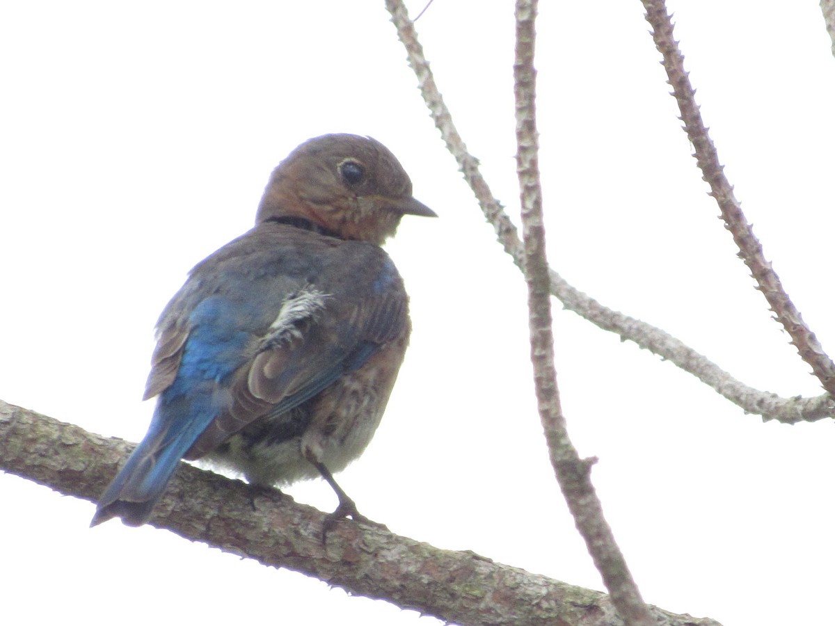 Eastern Bluebird - jerry hutchinson