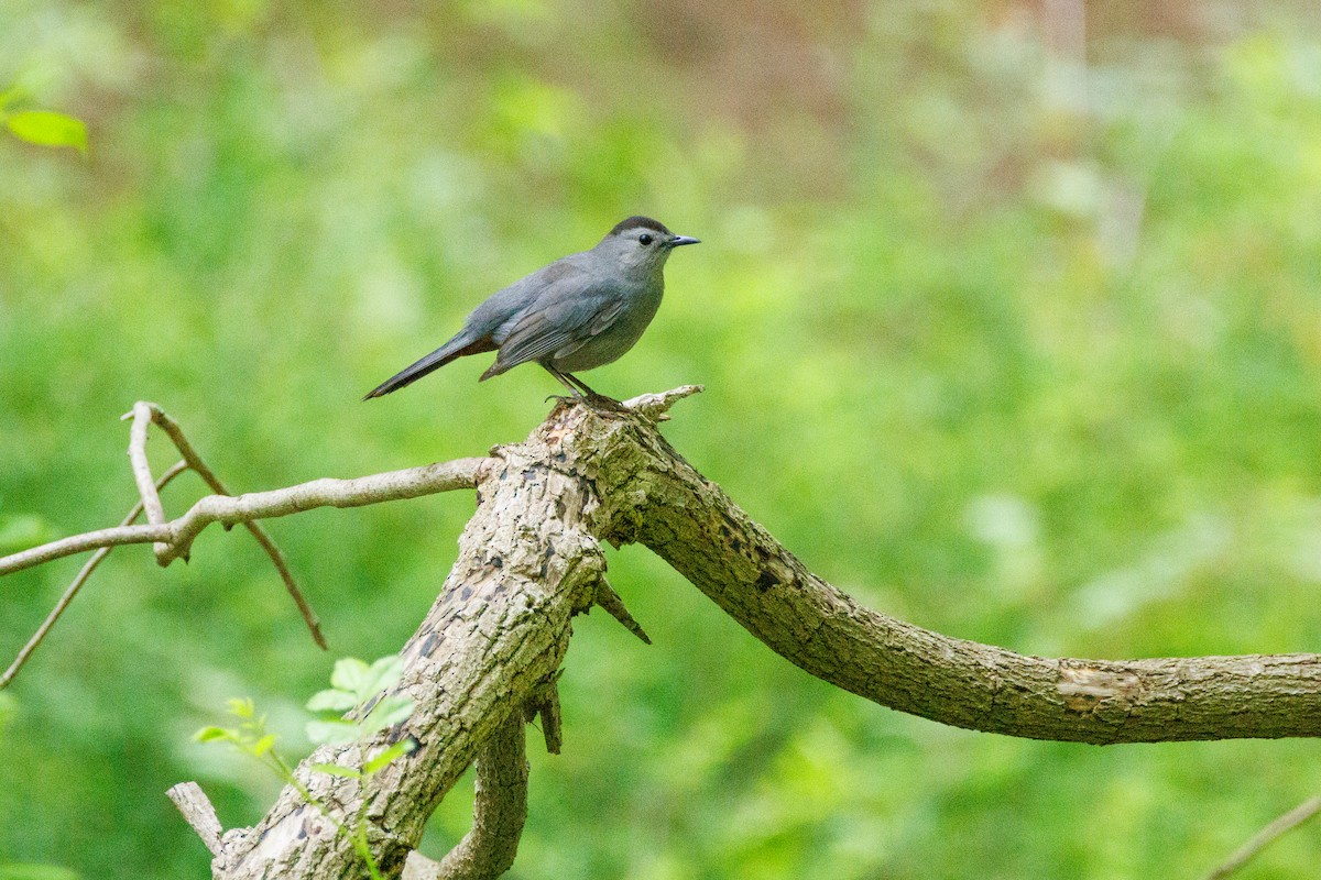 Gray Catbird - Walter D