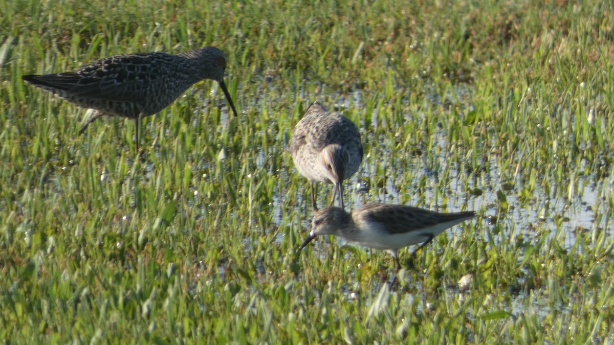 Stilt Sandpiper - Lynn Hollerman