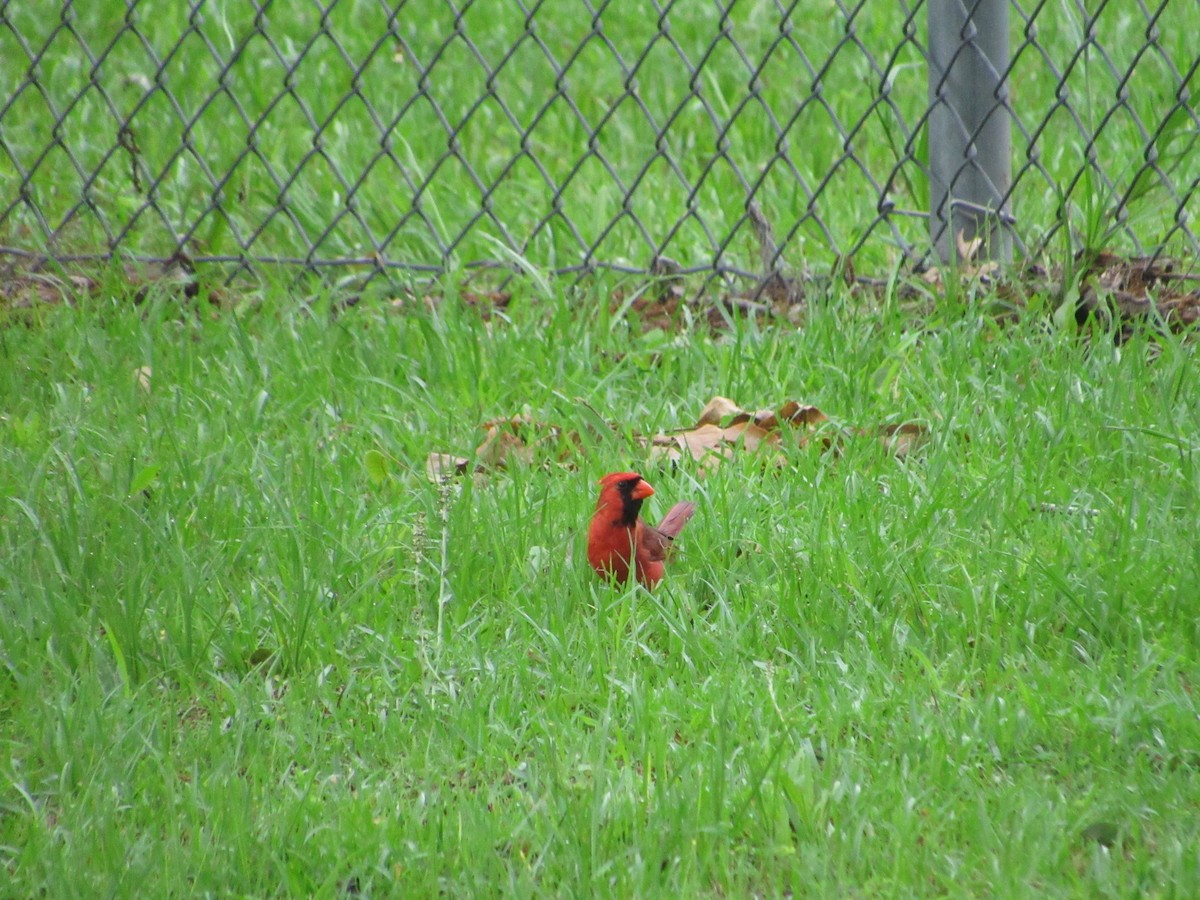 Northern Cardinal - ML619279849