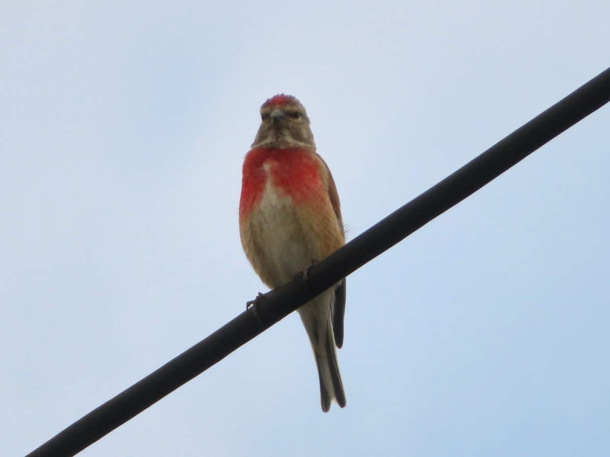 Eurasian Linnet - Kseniia Marianna Prondzynska