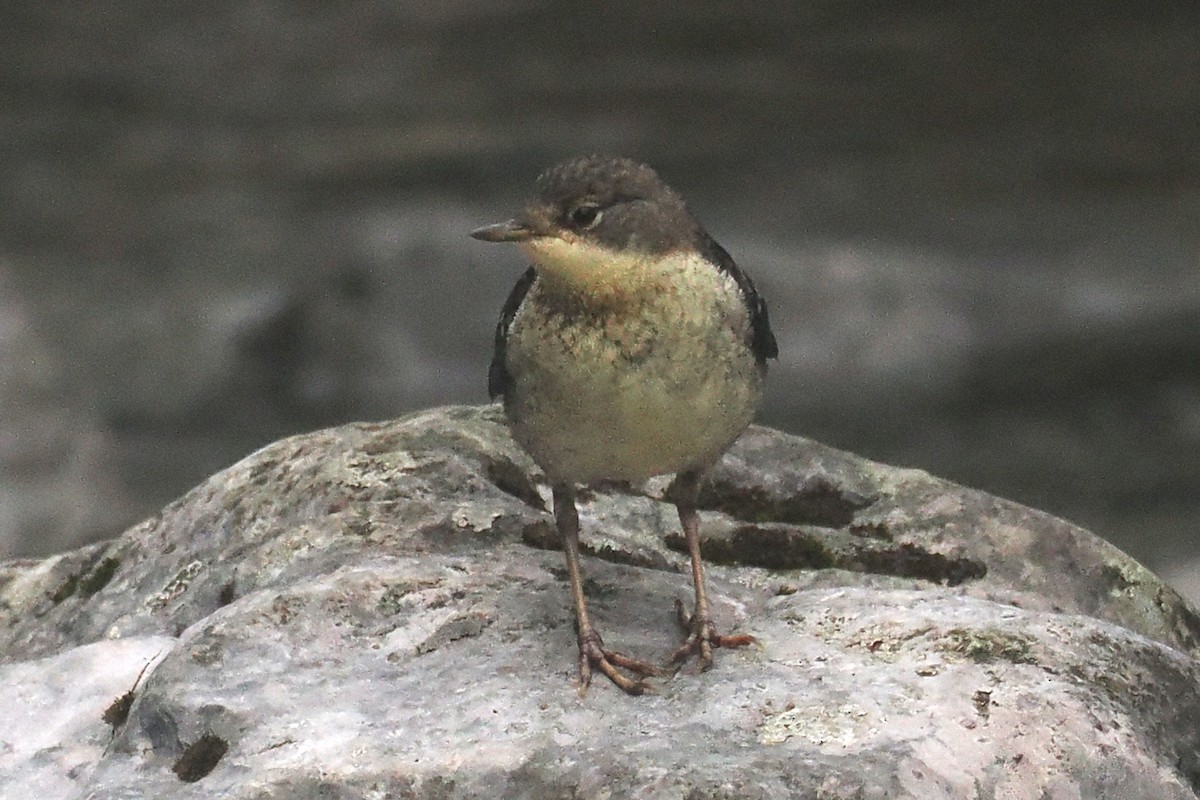 White-throated Dipper - Donna Pomeroy