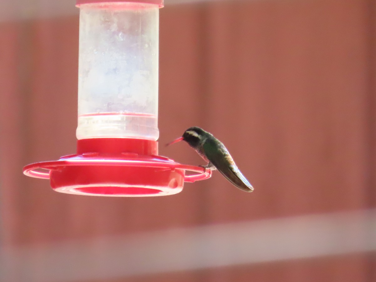 White-eared Hummingbird - Carol Comeau