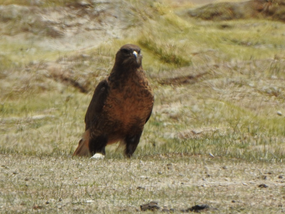 Upland Buzzard - ML619279865