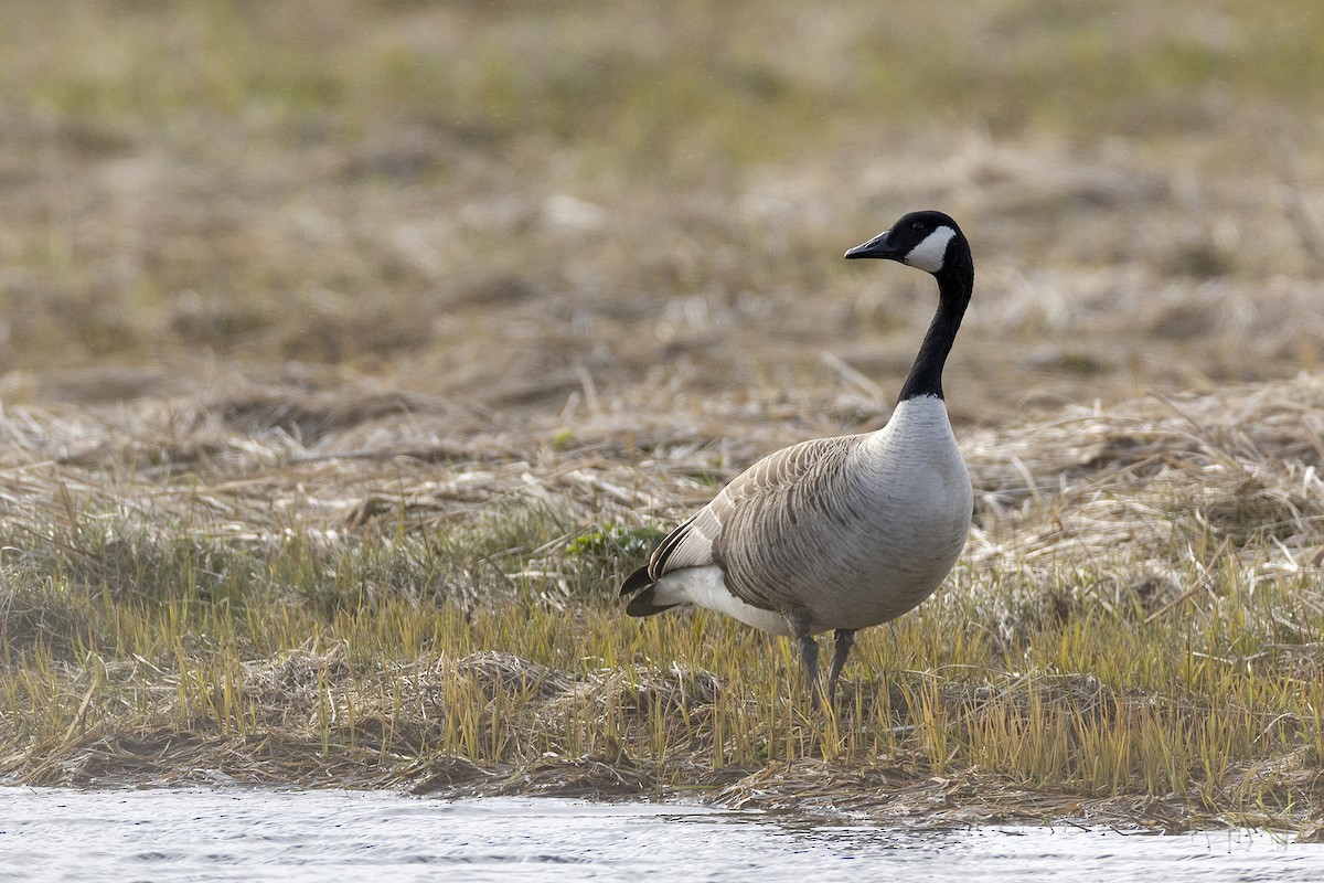 Canada Goose - ML619279873