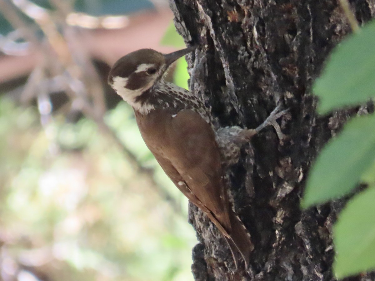Arizona Woodpecker - Carol Comeau