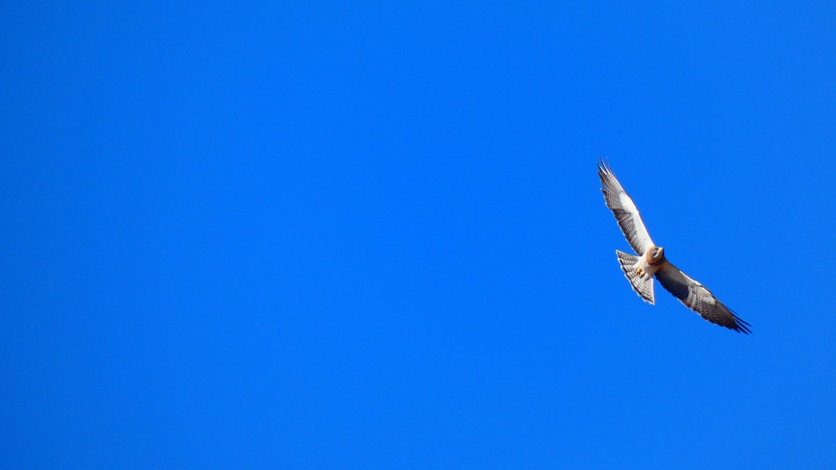 Swainson's Hawk - ML619279877