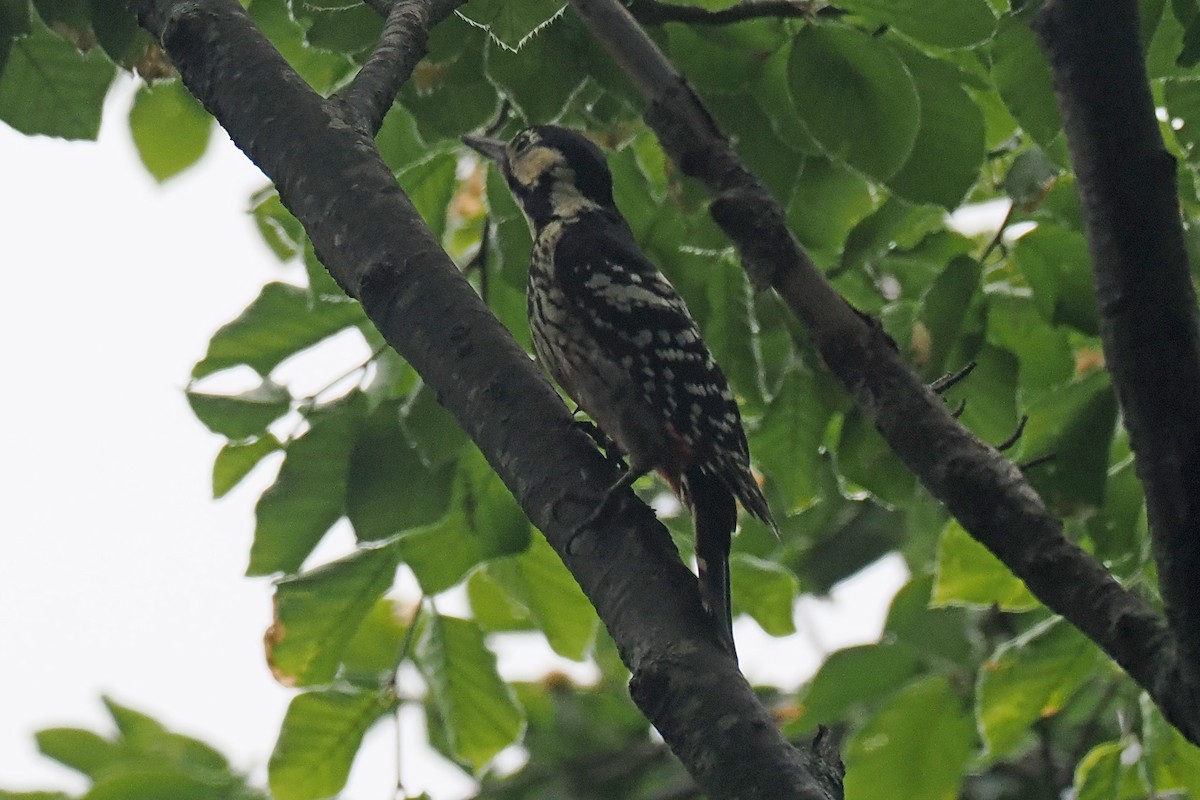 White-backed Woodpecker - Donna Pomeroy