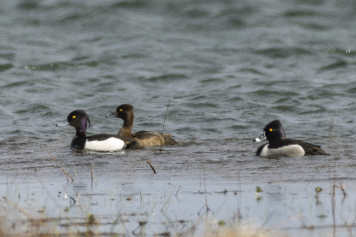 Ring-necked Duck - ML619279883