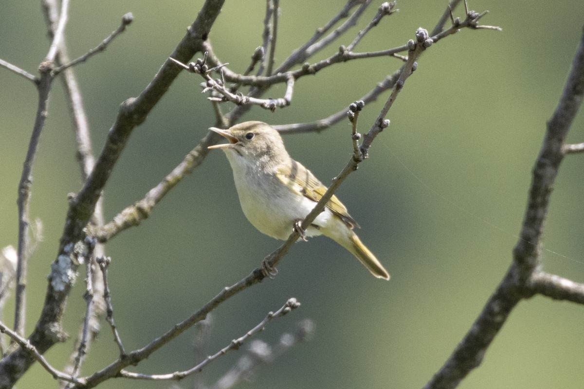 Western Bonelli's Warbler - Sebastiano Ercoli