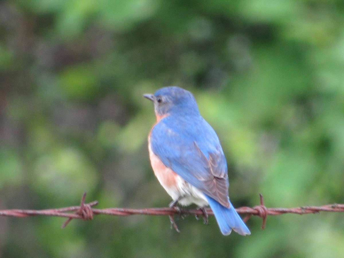 Eastern Bluebird - jerry hutchinson