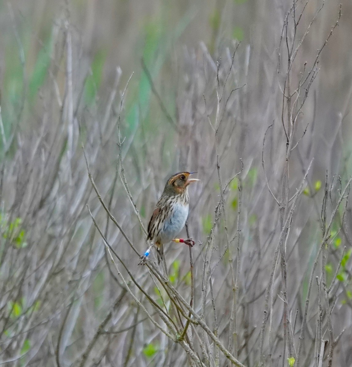 Saltmarsh Sparrow - Deirdre Robinson