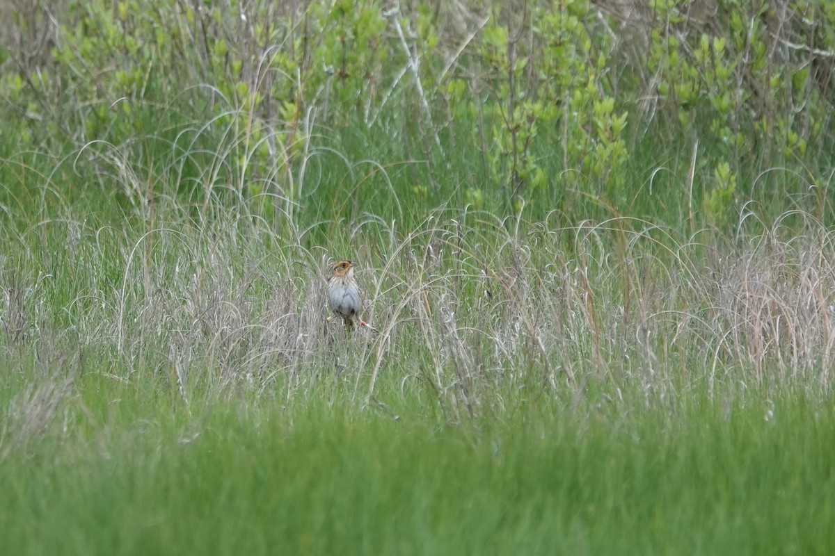 Saltmarsh Sparrow - Deirdre Robinson