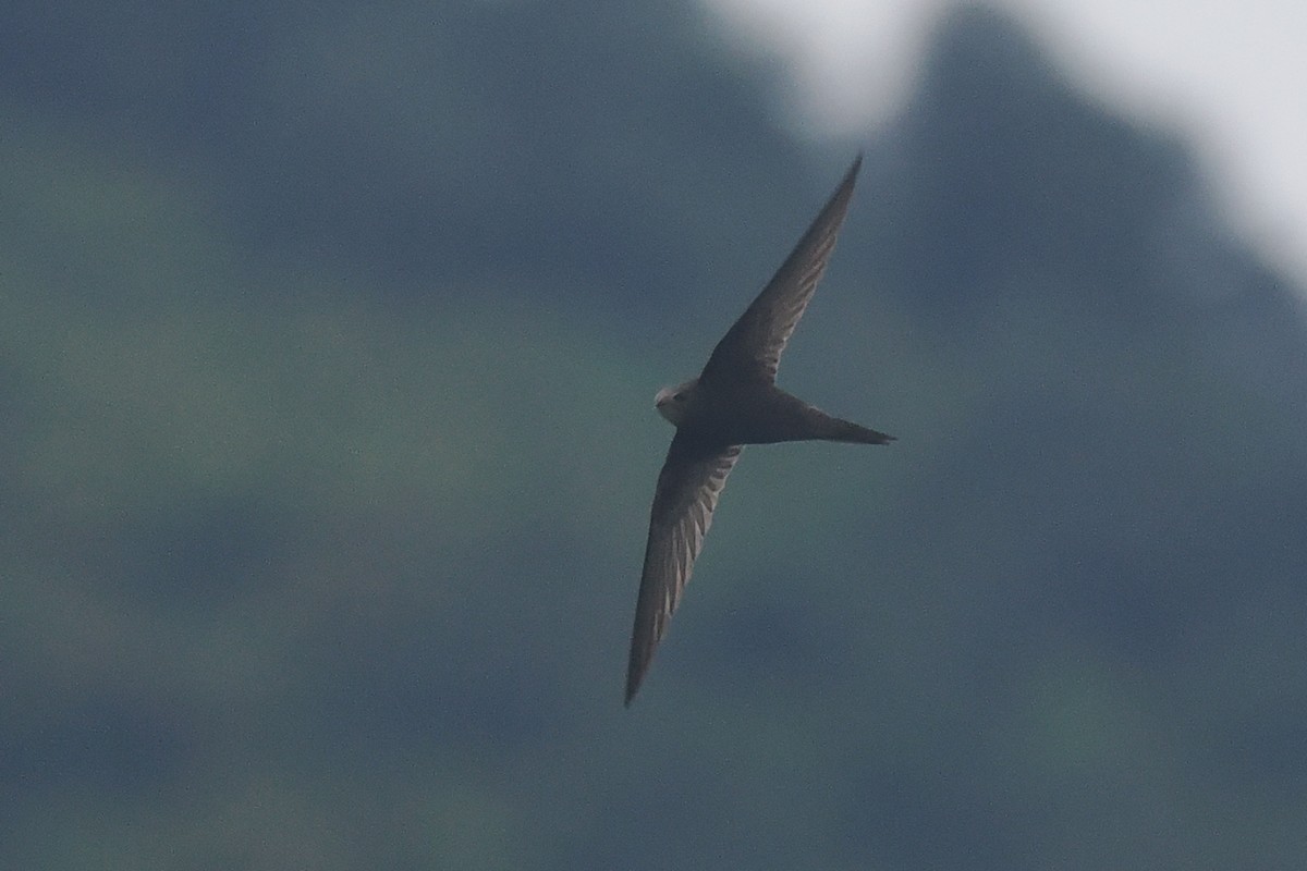 Pallid Swift - Donna Pomeroy