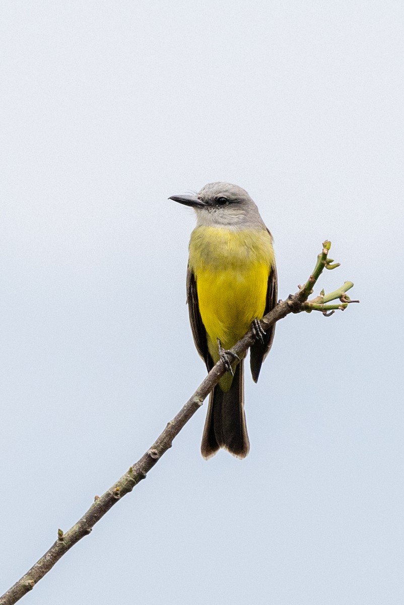 Tropical Kingbird - ML619279927