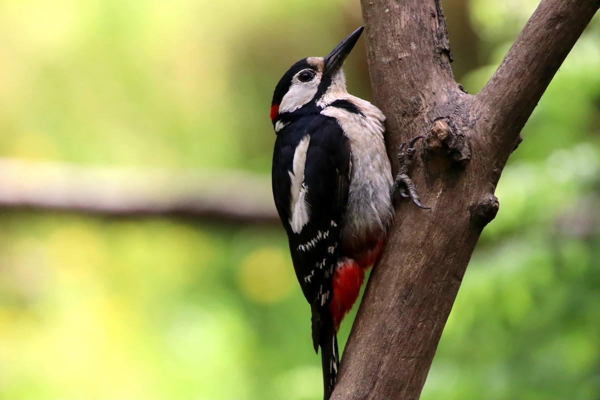 Great Spotted Woodpecker - Felipe Rodríguez Pérez