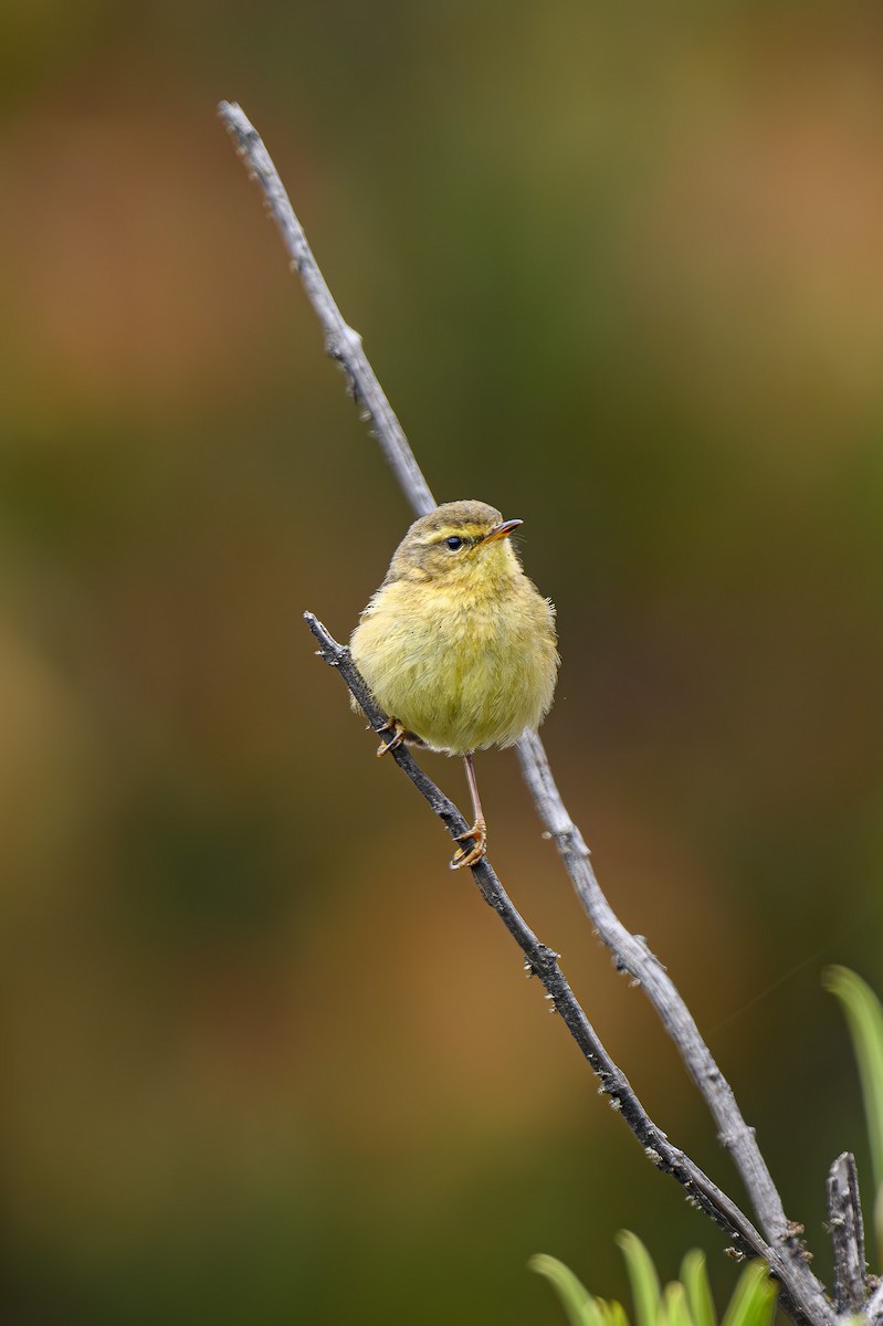 Buff-throated Warbler - ML619279961