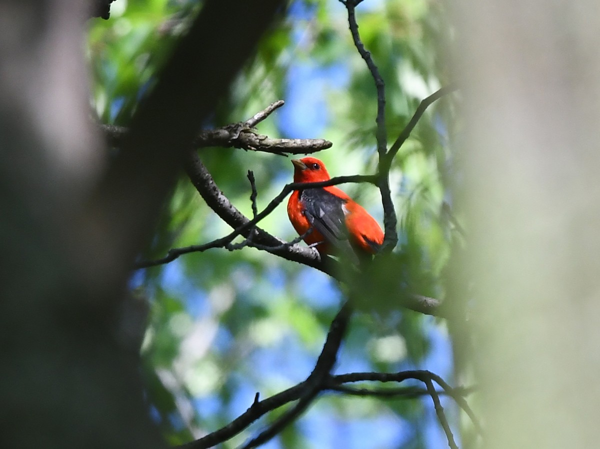 Scarlet Tanager - ML619279975