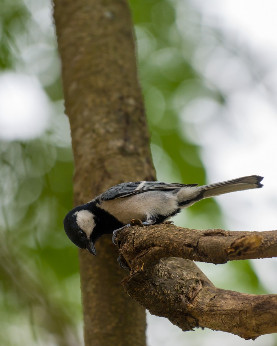 Cinereous Tit - Munshi Abul Barakat