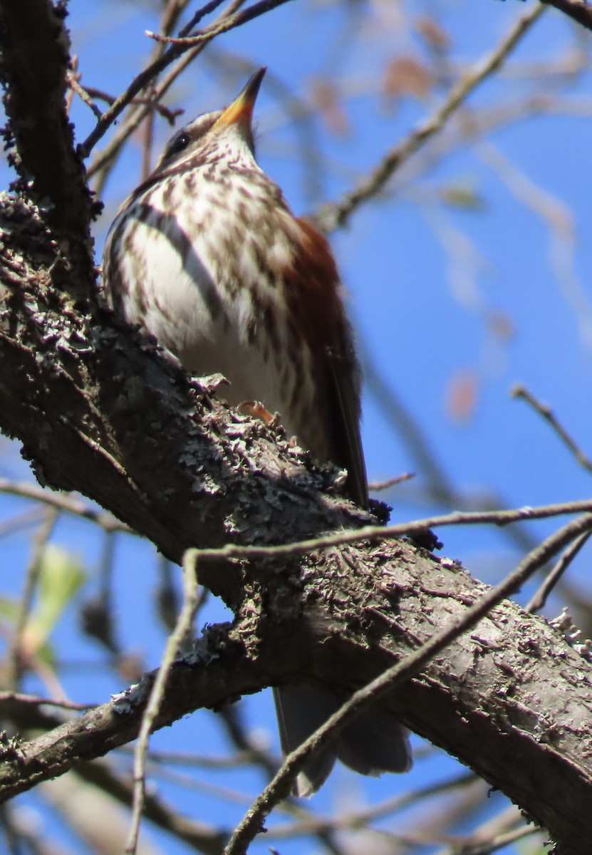 Redwing - Suzanne Roberts