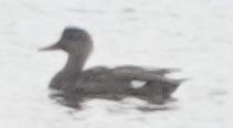 Gadwall - ML619279986