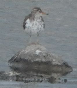 Spotted Sandpiper - Brad Rumble