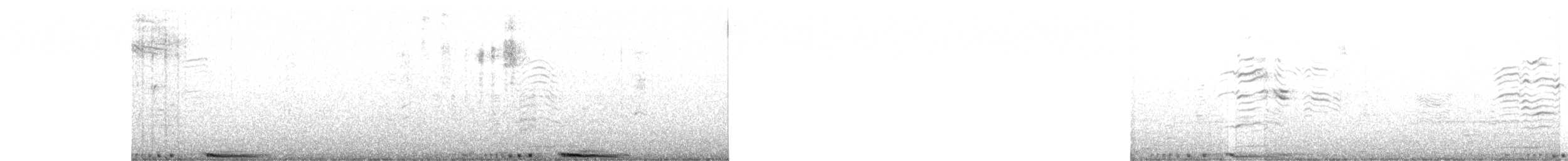 holub skalní (domácí) - ML619279993
