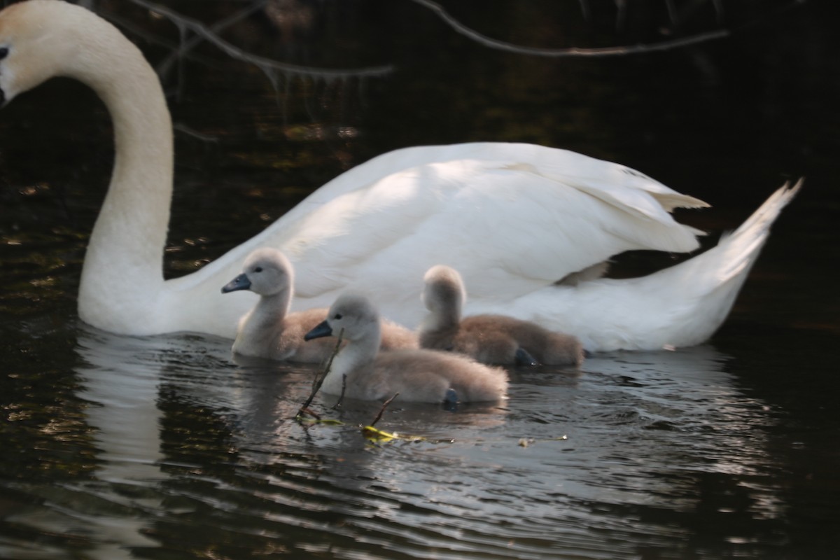 Mute Swan - Shaan Purohit